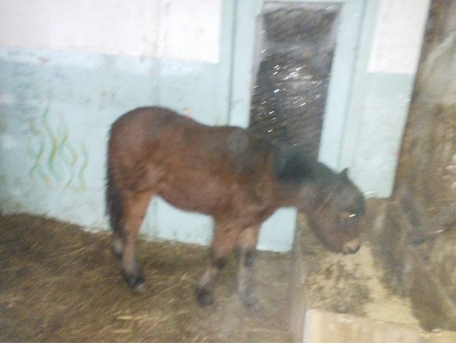 Продам Пони кобылку