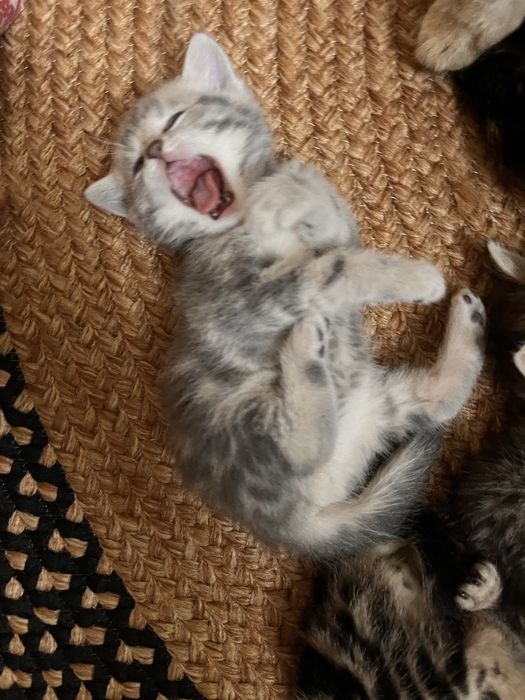 котята. британцы