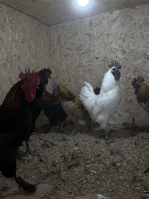 Продам породистых петухов