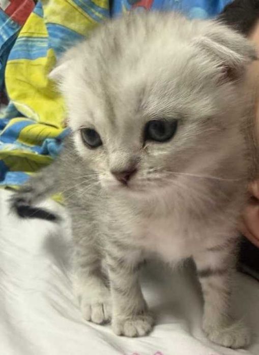 Продам шотландских котят