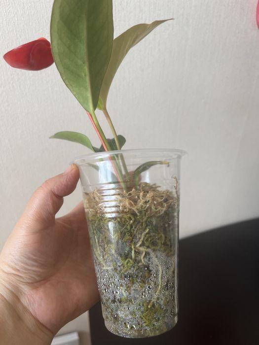 Антуриум Шерцер