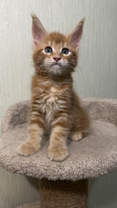 Продажа котят бронь Мейн-Куна