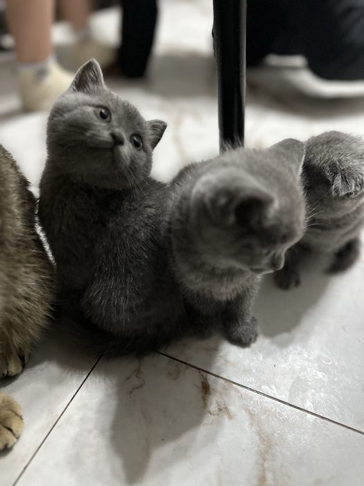 Продам породистых котят