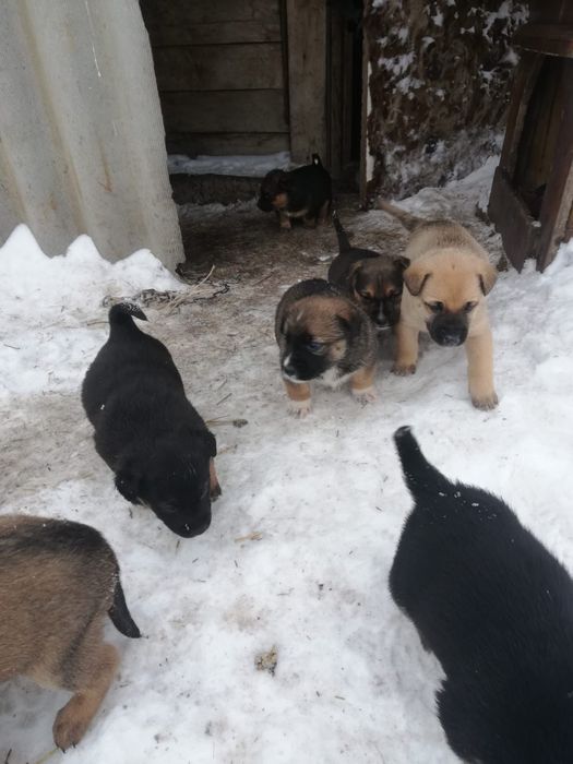 Отдам щенят в добрые руки!