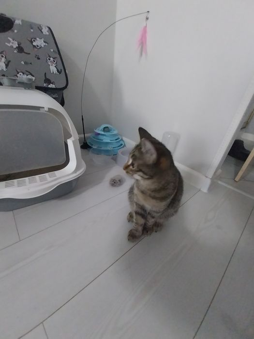 Кошку отдам хорошие руки