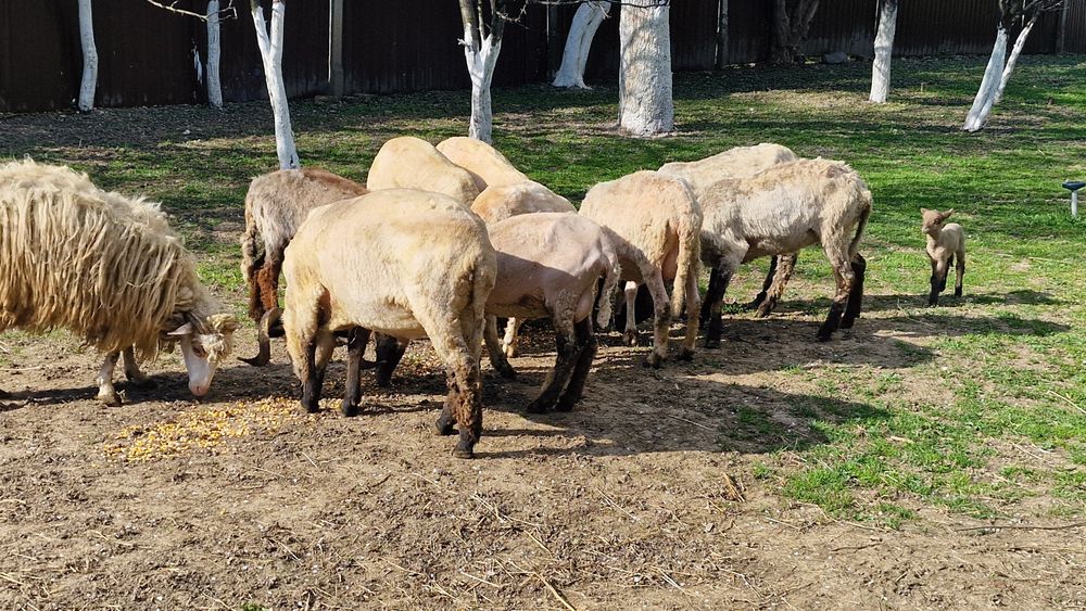 Berbeci si oi cu miei de vânzare