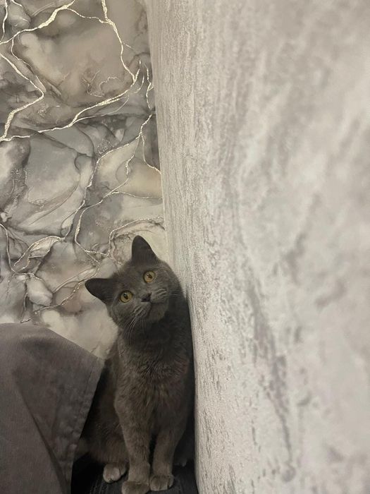 Британская кошечка в добрые руки