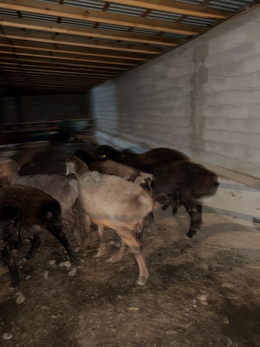 Қойлар сатылады ұрғашы