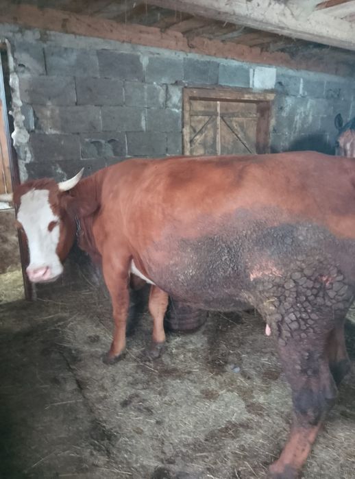 Vând  vaca fatata de 4 luni