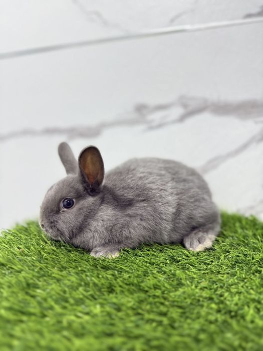 Bolalar uchun dekorativ quyonchalar sotuvda