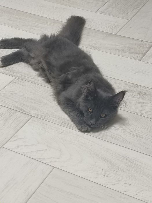 Котенок Мейн-кун
