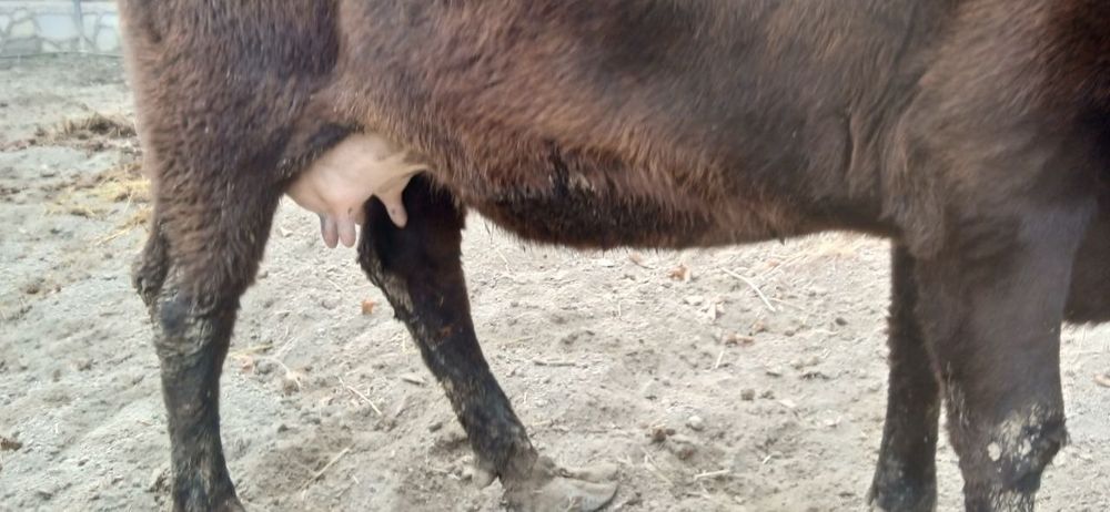 Жондор калсо олдига