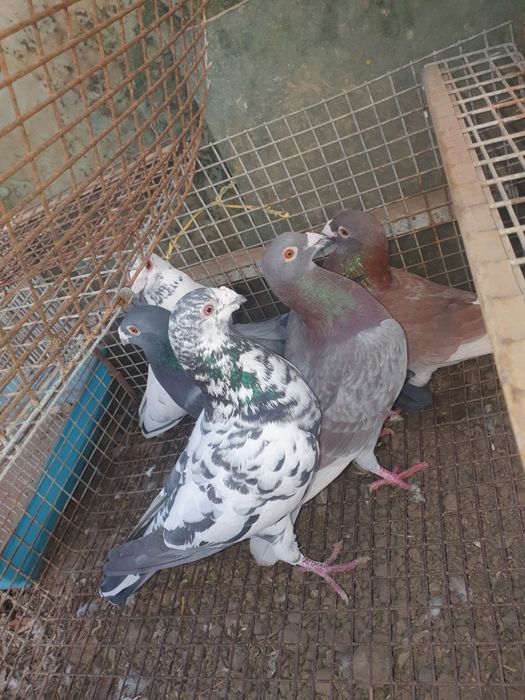 Voiajori de vânzare