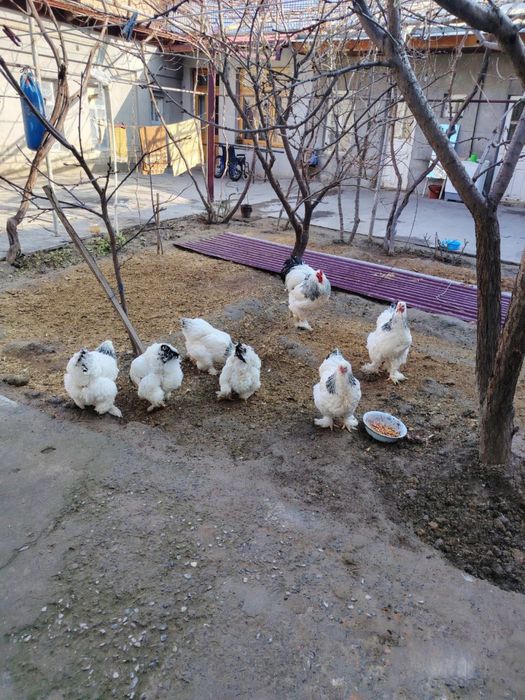 Brama tuxum sotiladi