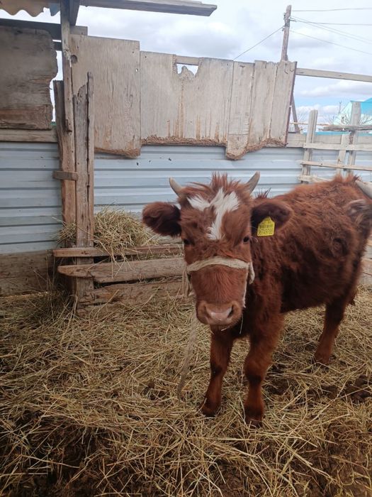 Ұрғашы баспақтар