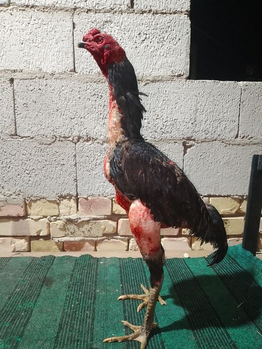 Xoroz sotiladi urushadigan xoroz kulangi