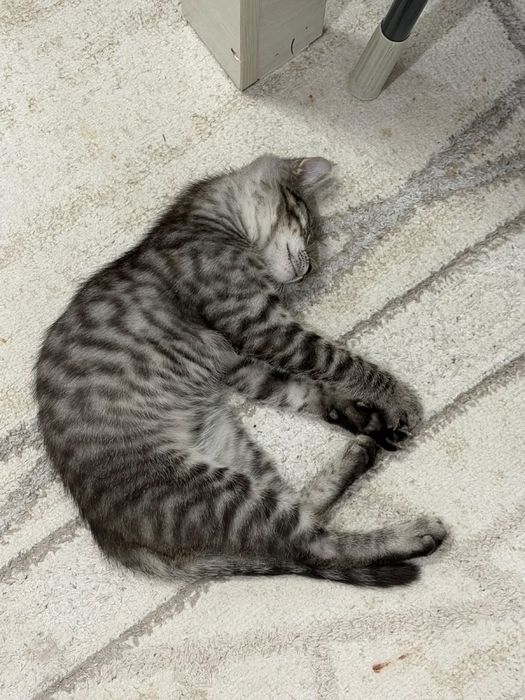 Отдам котёнка в добрые руки бесплатно