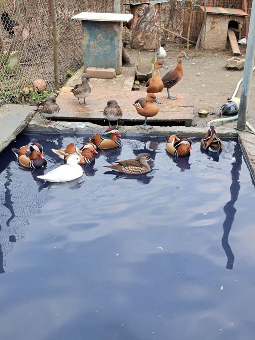 Vând rate mandarine