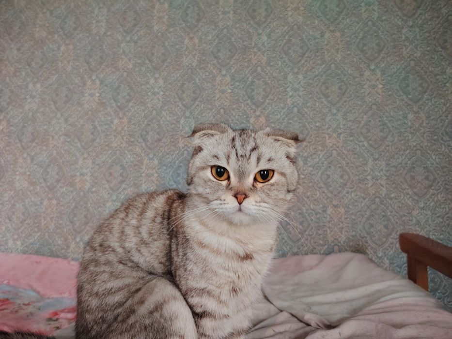 Shotlandiya katlami mushuk zotli