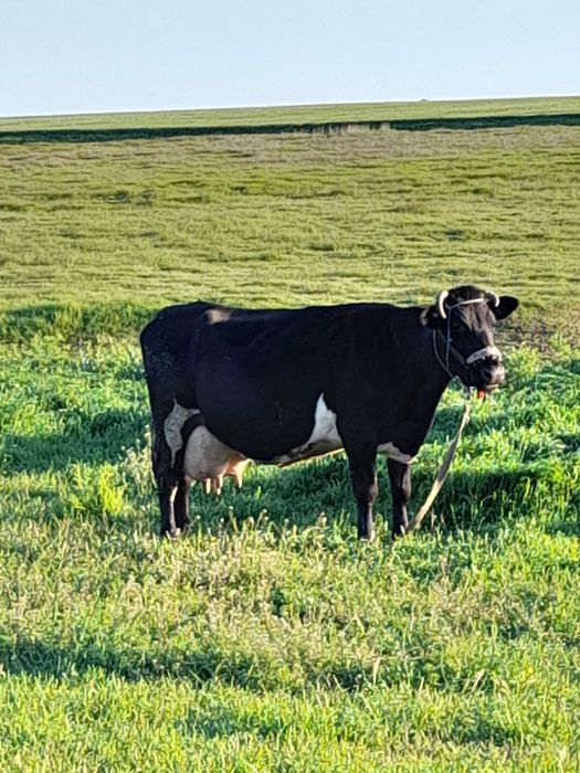 Vanzare vaca bună de lapte