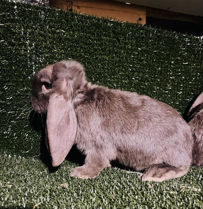 Femelute berbec german de 2,5luni