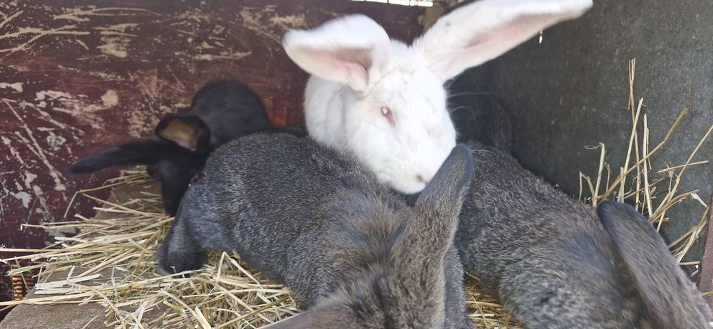 Vând iepuri,metis ug cu fluture