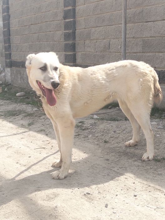 Осы ургашы сатылады