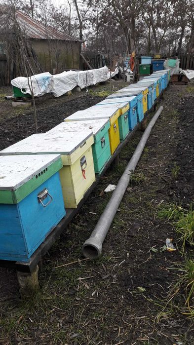 Vand miere de albine si stupi,in conditii excelente.