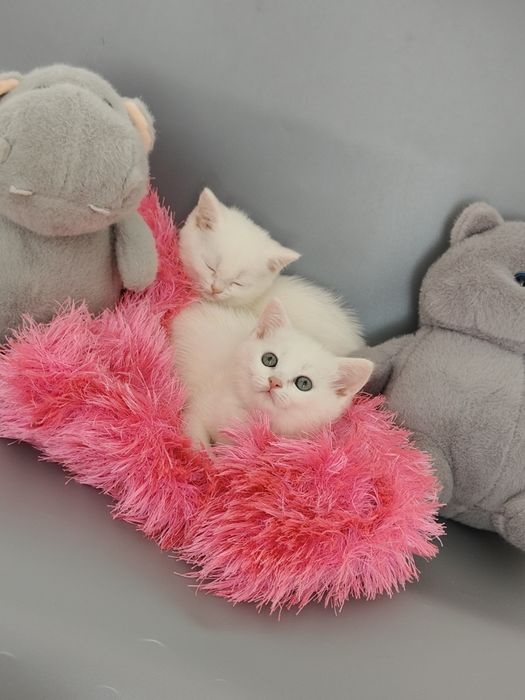 Белые котята Британцы