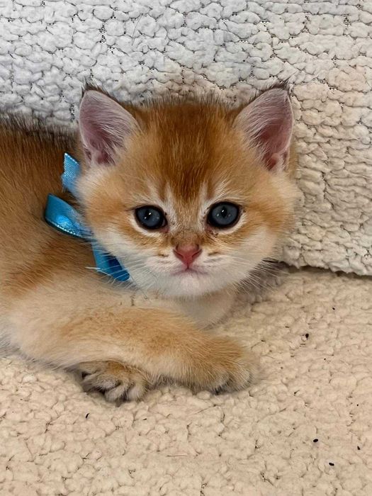 Băiețel șarmant british shorthair golden chinchilla!