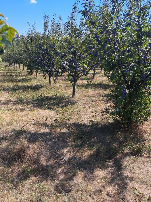 Vand prune Anna Spath calitate superioara