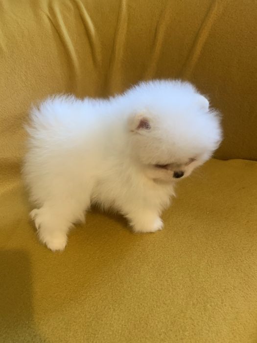 Померан мини померан