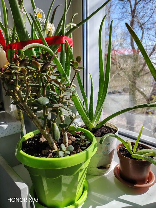 Цветы алоэ вера Денежное дерево