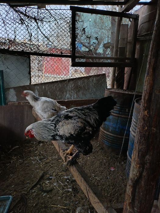 Қораз Брама шатыс