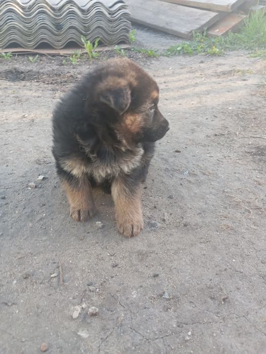 Продам щенят Немецкой Овчарки