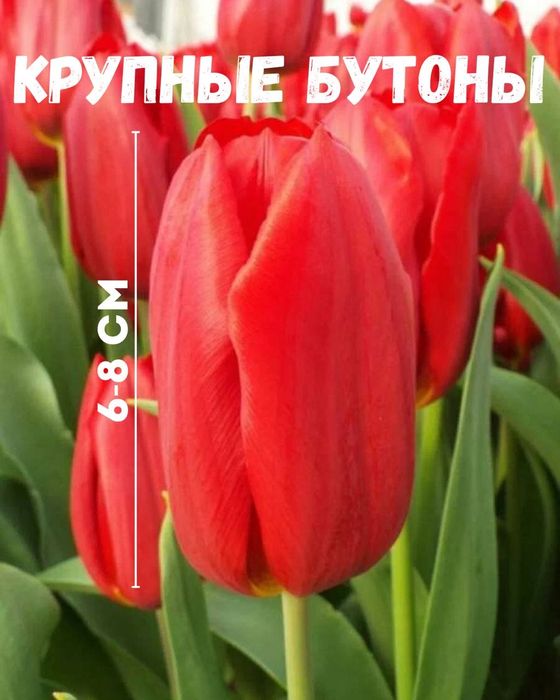 Тюльпаны оптом местные