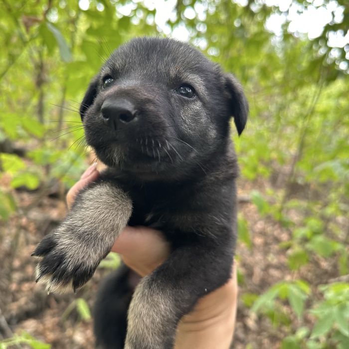 Малыши срочно ищут дом