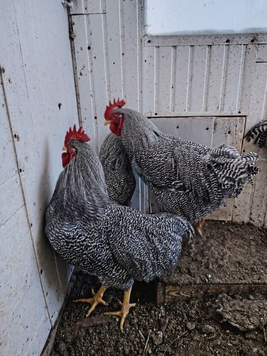 Петушки, порода Плимутрок