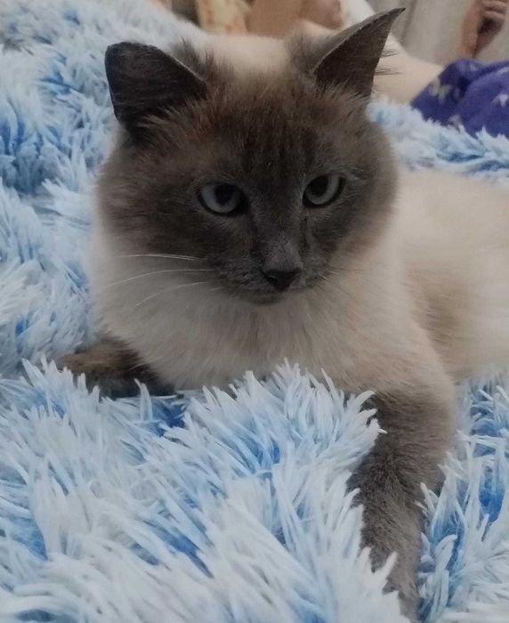 Отдам кошечку в добрые руки.