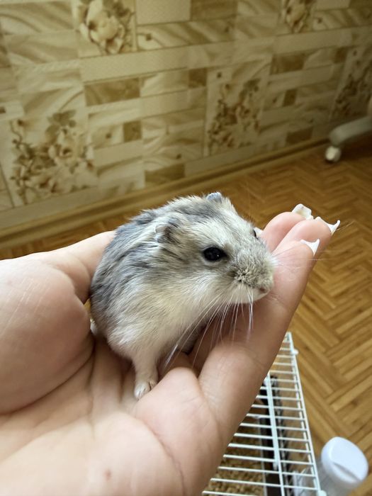 Продам Хомяка!!!