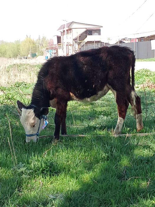 Телята . Срочно.