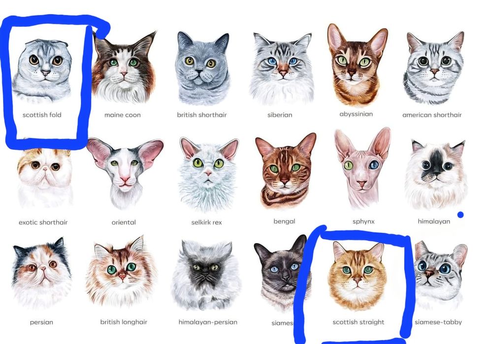 4 oylik mushuk bolalari juda aqilli bir qiz bir ogil