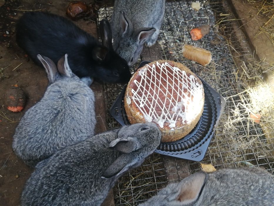 Продам домашних кроликов