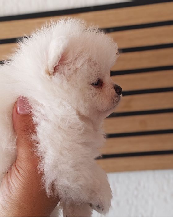 Pomeranian mascul