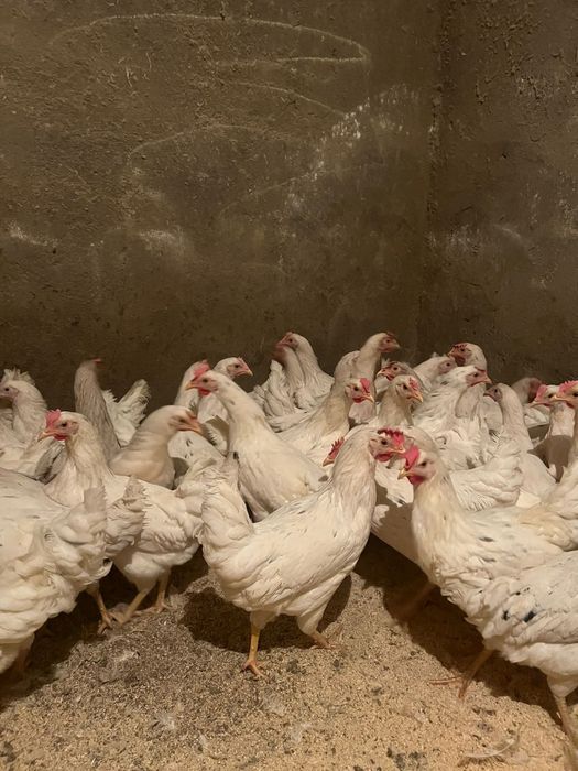 Куры молотки КОРАЛЫ 5 месяцев