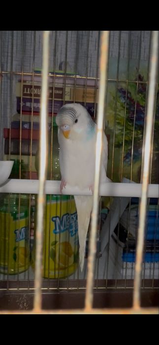 попугай волнистый шымкент