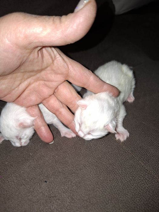 Мейн-кун маленькие котята