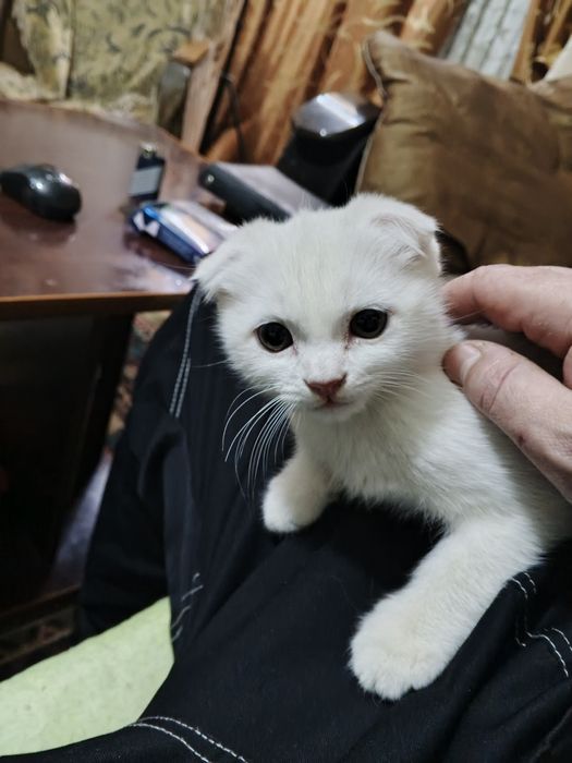 Котёнок скотиш фолд