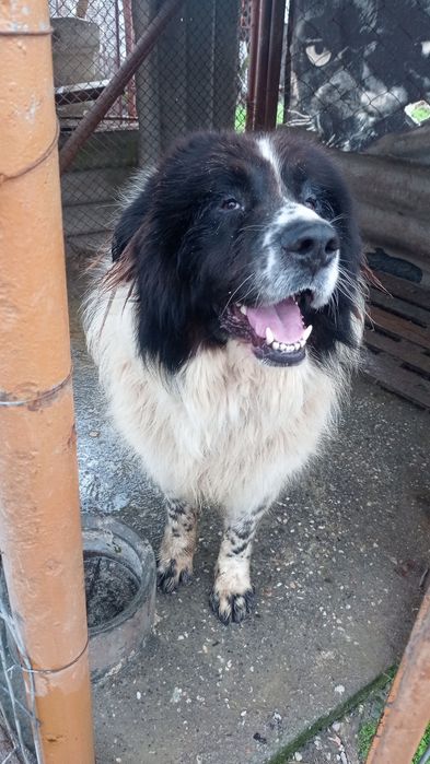 Българско овчарско куче