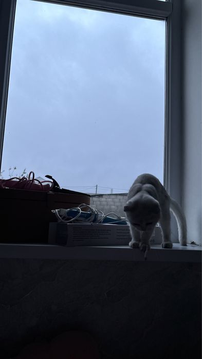 Шотландская вислоухая кошечка